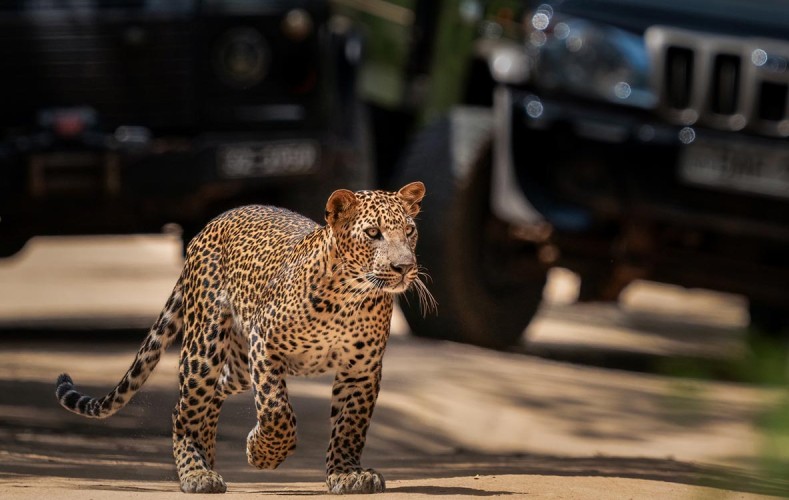 Yala National Park: My Full Day Safari Experience